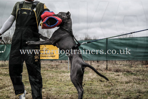 professional dog training scratch pants